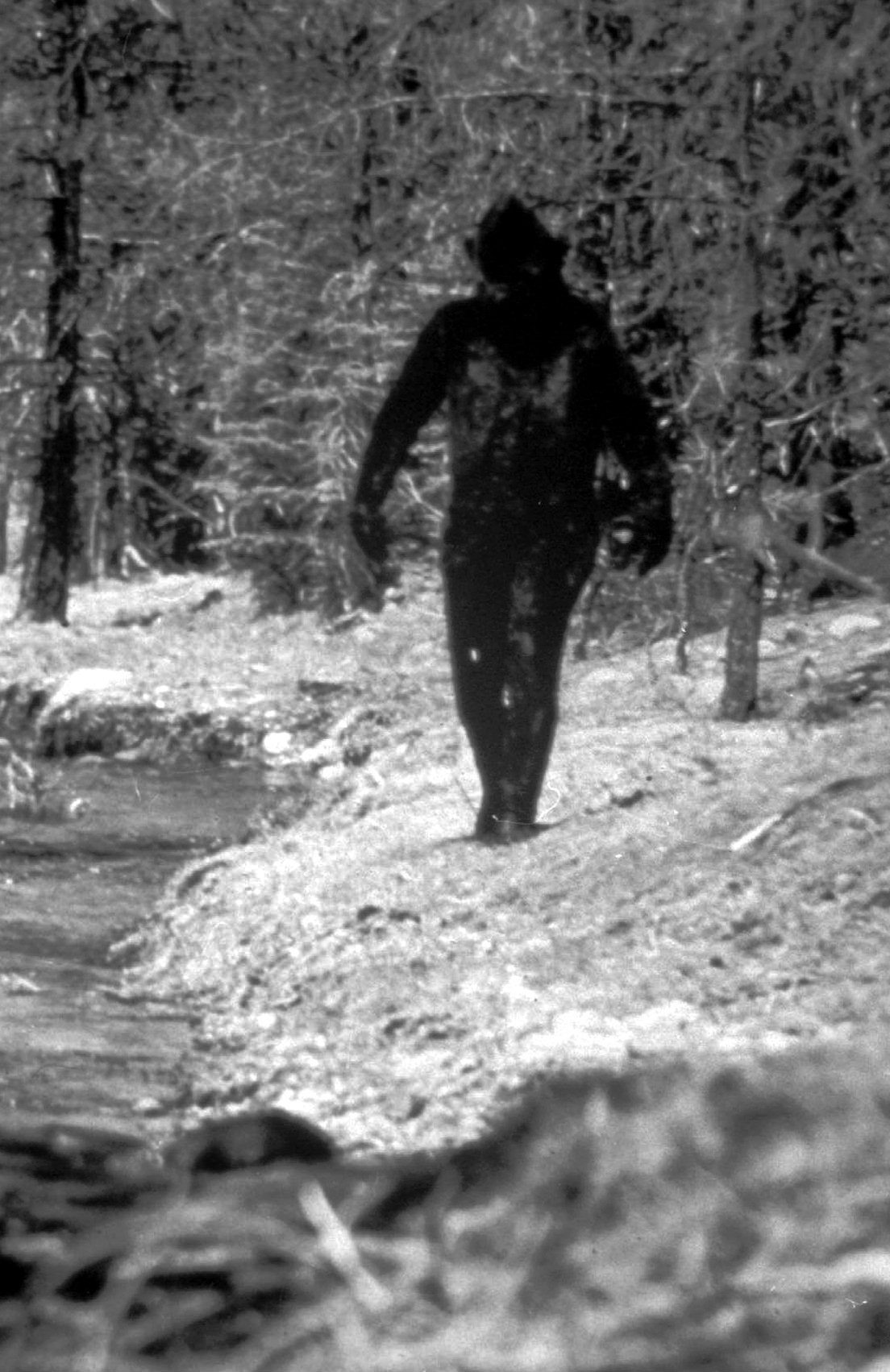 In 2003, when a track team was running in the dense woods of Green Hill Provincial Park, they encountered what they believe was a Big Foot.