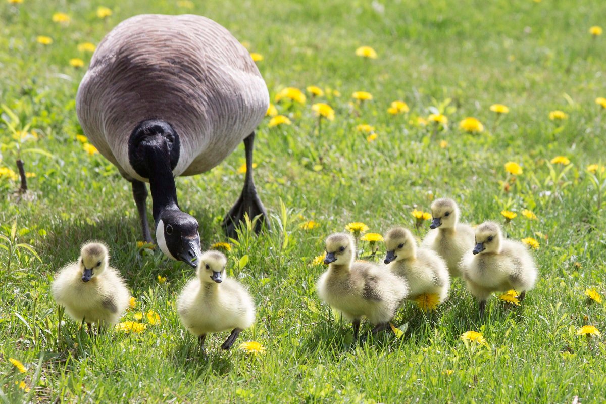 A Canada Goose moves goslings along a lawn.
