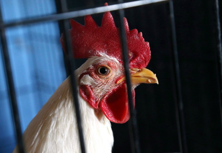 World’s loudest bird call sounds like a ‘sexy’ fire alarm to females