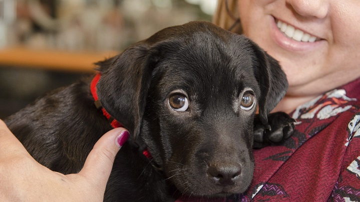 International Dog Day is on Aug. 26.