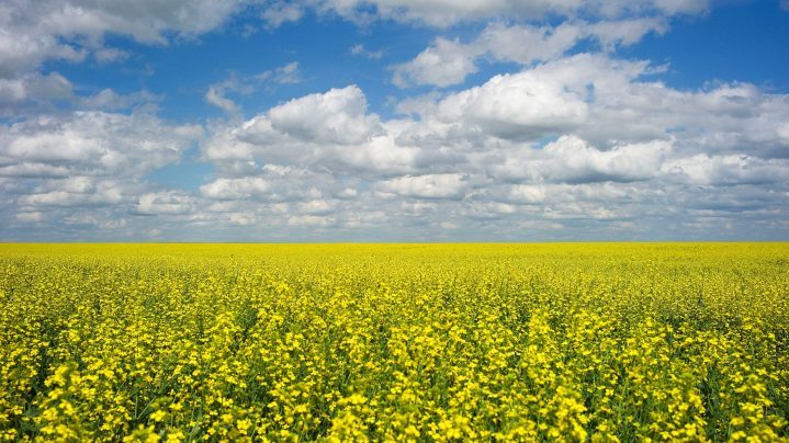 The Canadian Crop Hail Association says Manitoba farmers have made fewer hail damage claims so far in 2019.