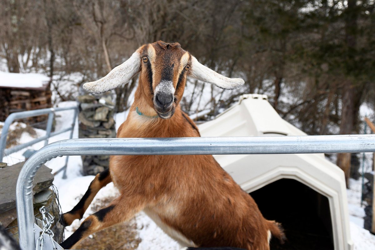 Lincoln, a 3-year-old Nubian goat, is poised to become the first honorary pet mayor of the small Vermont town of Fair Haven. 