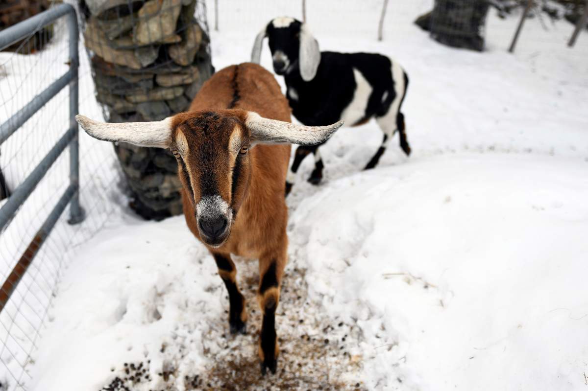 Lincoln, a Nubian goat, was recently elected “Pet Mayor” on town meeting day.