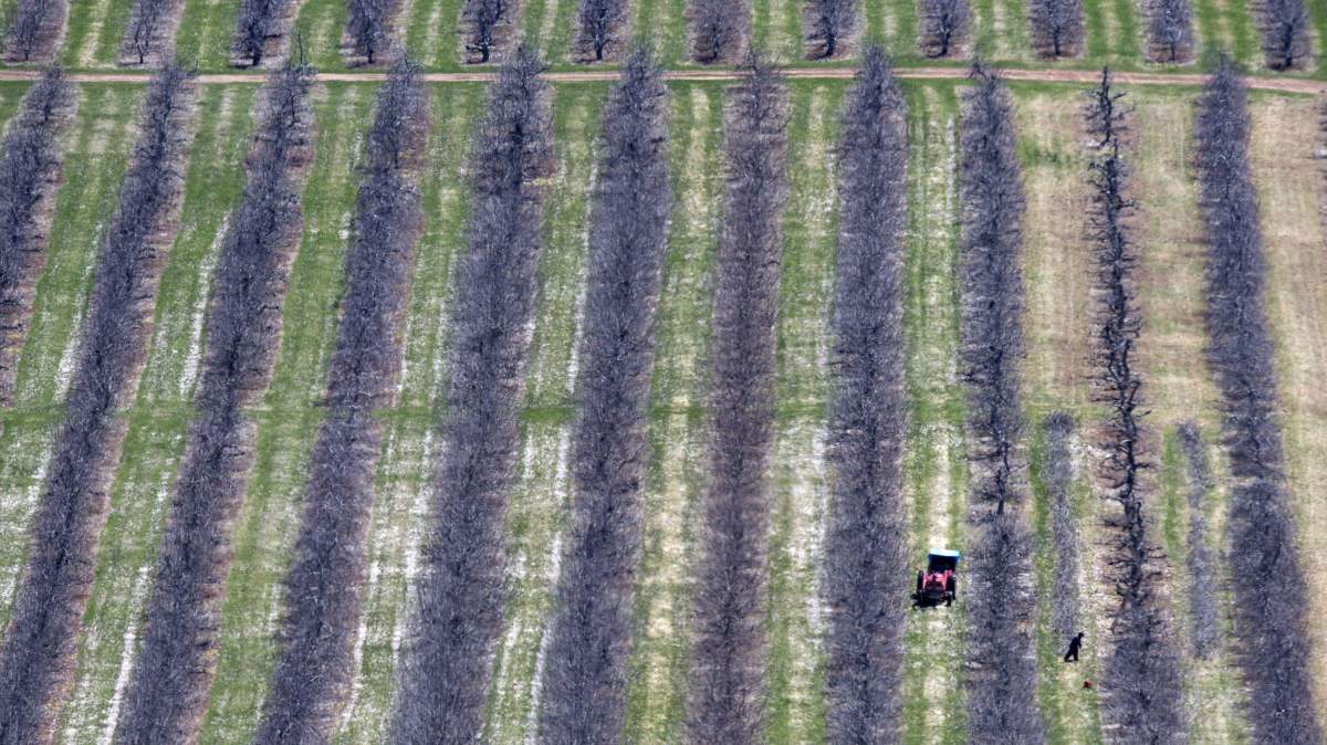 Workers prune fruit trees in Pereaux, N.S., on Friday, April 22, 2016. A migrant farm worker review is prompting renewed calls for reforms and protections. 