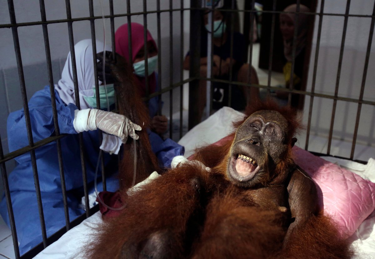 In this photo taken on Sunday, March 17, 2019, veterinarians and volunteers of Sumatra Orangutan Conservation Programme (SOCP) tend to a female orangutan they named 'Hope' after conducting a surgery for infections in some parts of the body and to fix broken bones, at SOCP facility in Sibolangit, North Sumatra, Indonesia.