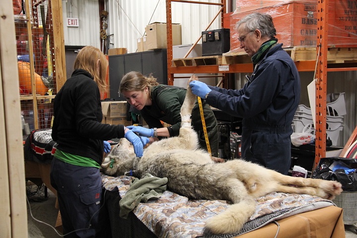 Workers inspect a wolf after capturing it on Michipicoten Island, Ont. in this undated handout photo. 