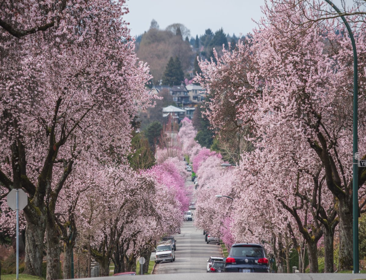 Cherry blossoms along West 22nd Avenue near Arbutus. Rachel-Ann Nadeau, Vancouver .