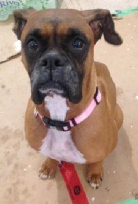 Hamilton police reunite dog with owner following theft of vehicle - image