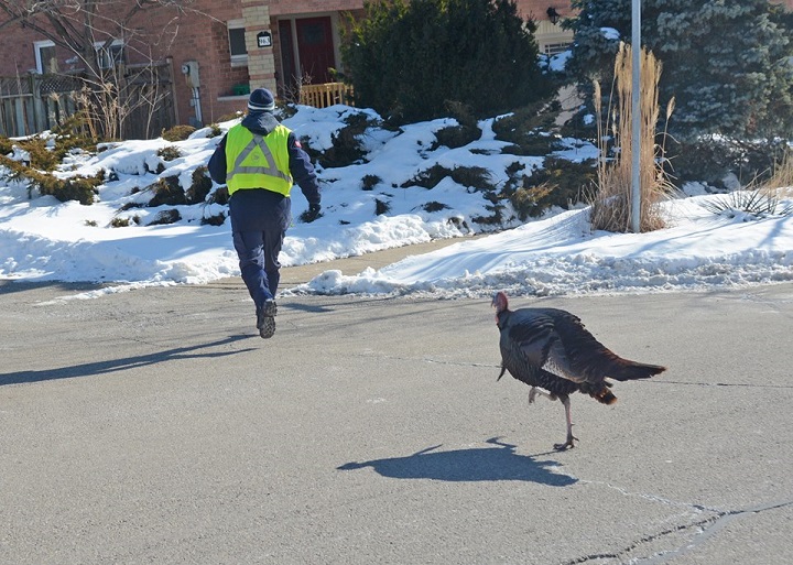A Mississauga resident says a Canada Post worker was regularly chased by the wild turkey.