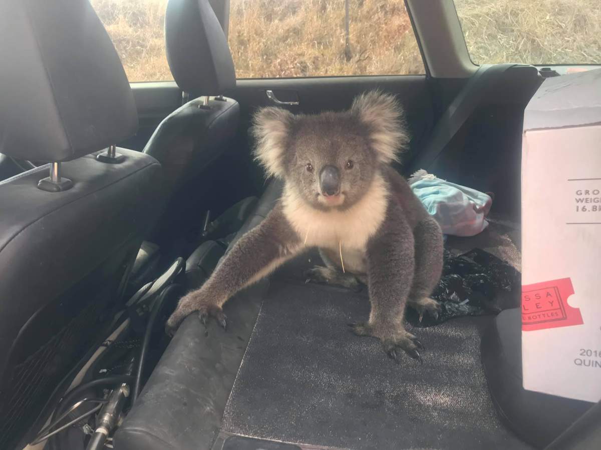 ‘Come on, mate’: Polite Aussie and his dog find koala trying to beat the heat in his car - image