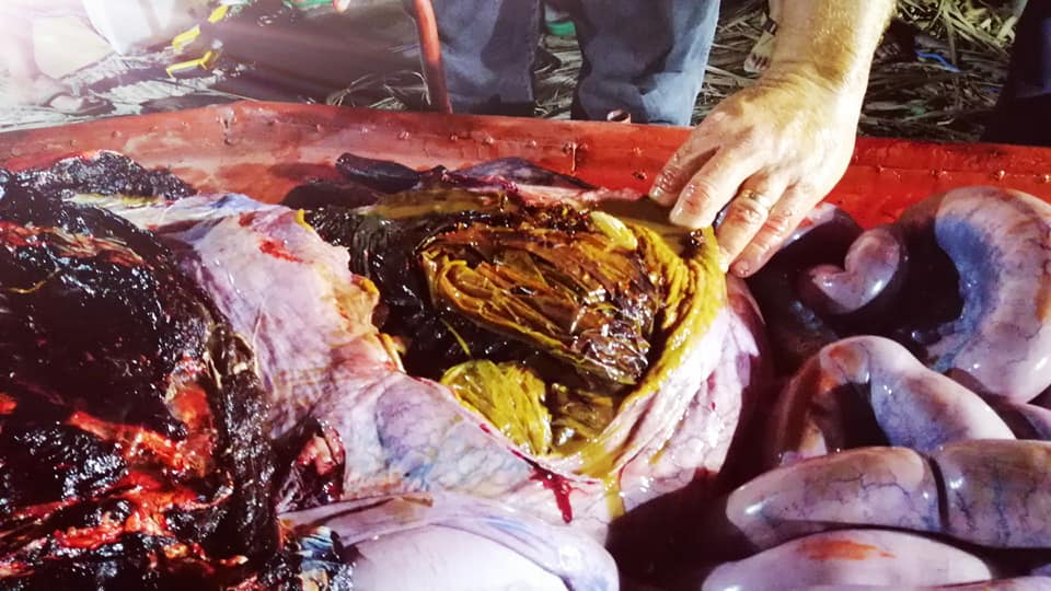 Young Whale Found in Philippines With 88 Pounds of Plastic Bags in Stomach  Died of 'Dehydration and Starvation