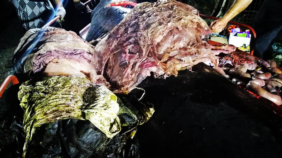 Just some of the 40kg, or 88 pounds, of plastic pulled from a Cuvier’s beaked whale near the Philippines on Saturday.