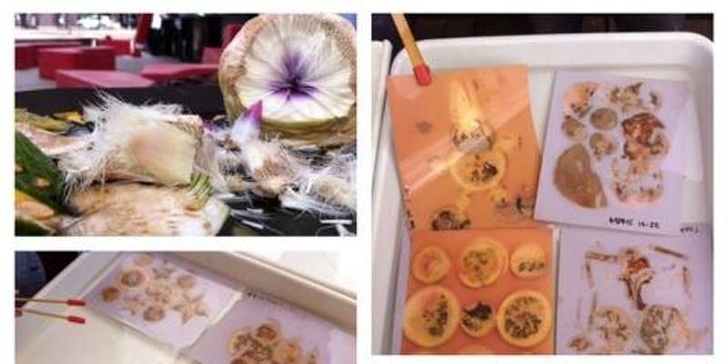 Photography without Cameras – Lumen Printing Workshop by Phyllis Schwartz - image