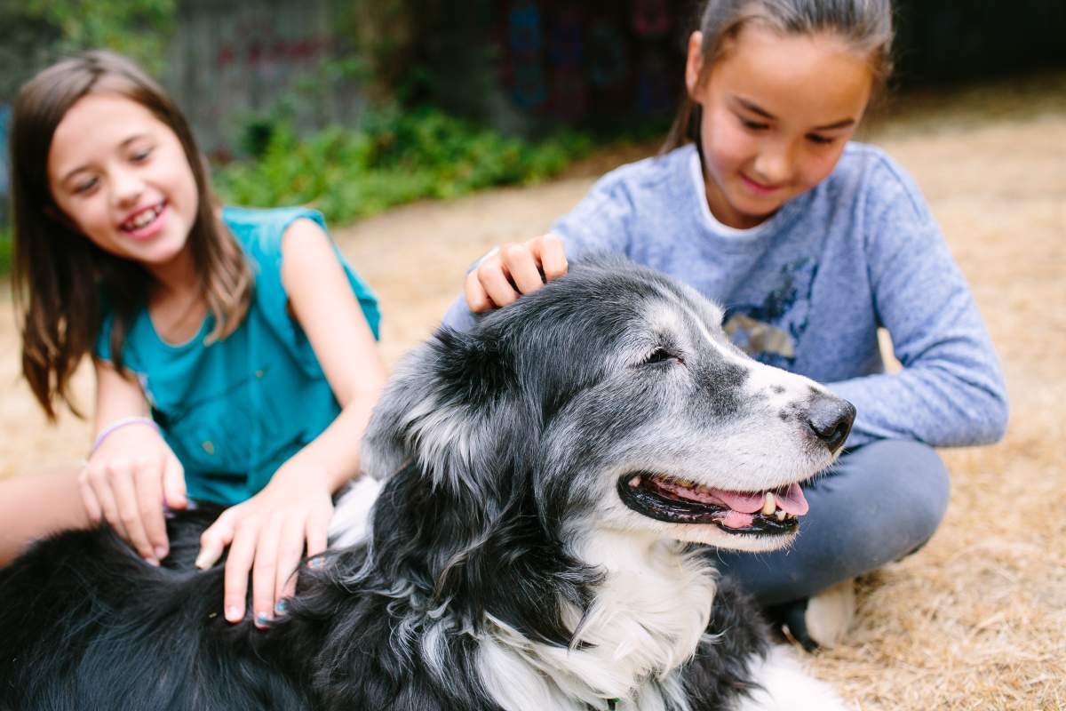 BCSPCA Spring Break Camp Kelowna - image