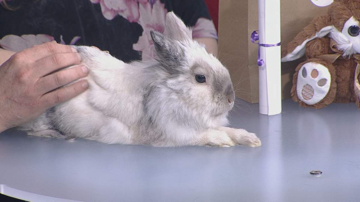 Allan relaxes on Global News Morning while being featured on the weekly segment, Adopt A Pal.