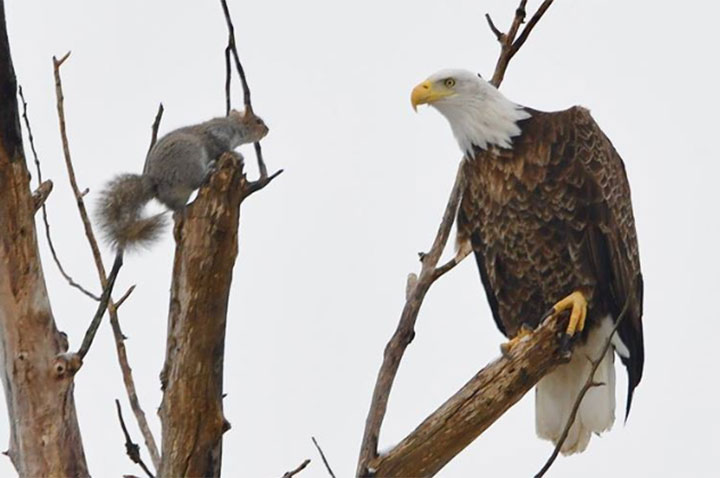 Professional photographer Roger Stevens Jr. captured the standoff earlier this week in downtown Lincoln.