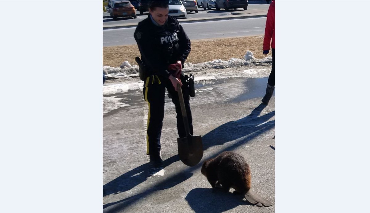 RCMP helped catch a beaver that was wandering in a mall parking lot on Sackville Drive on Friday. 