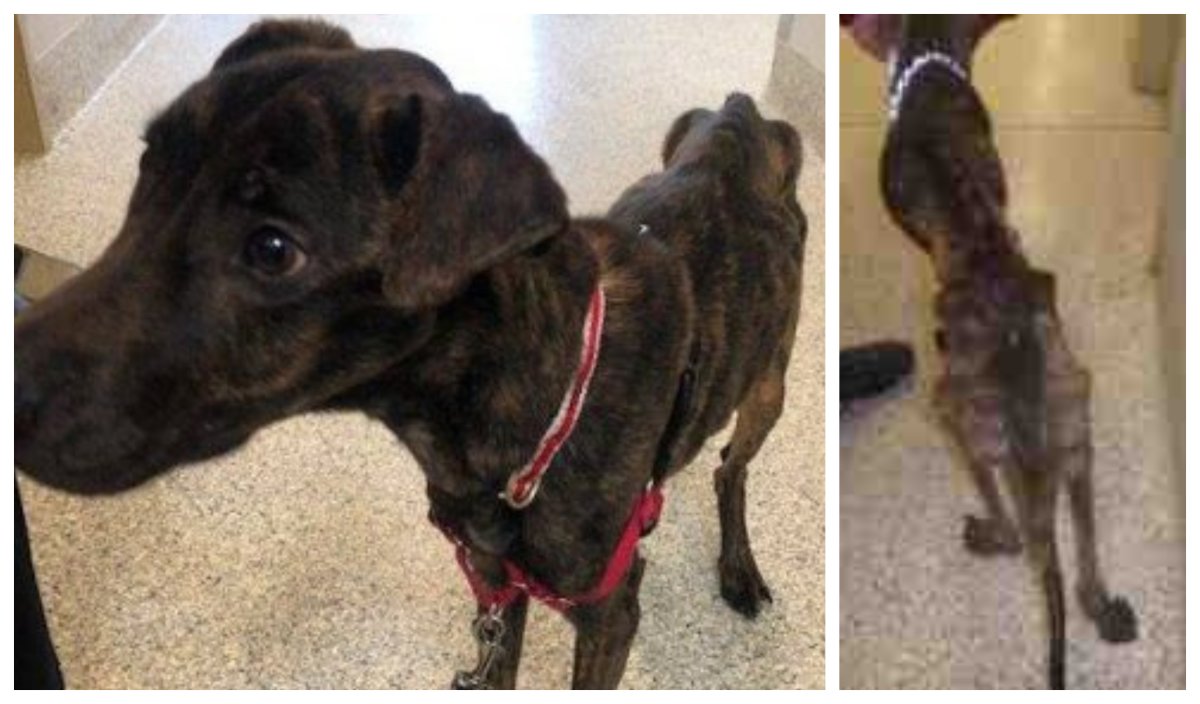 Authorities are asking for help in finding the owner of an "extremely emaciated" dog found in the Nepean area of Ottawa. 