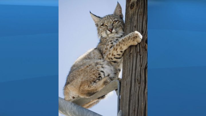 In this April 16, 2012 file photo, a small, likely juvenile, bobcat is perched on a power pole in a residential neighborhood of Victorville, Calif. 