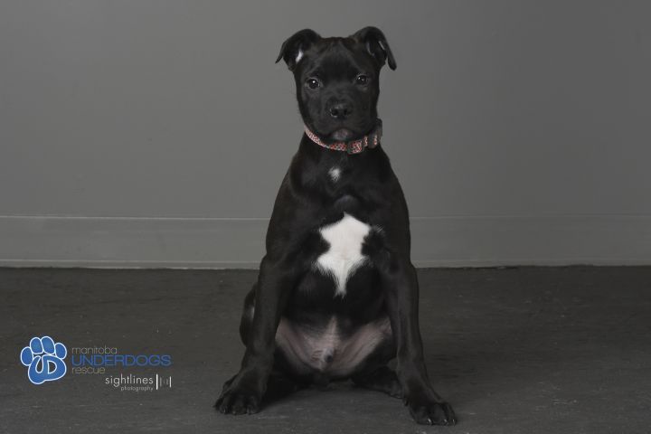 Captain Crunch is looking for his new family.