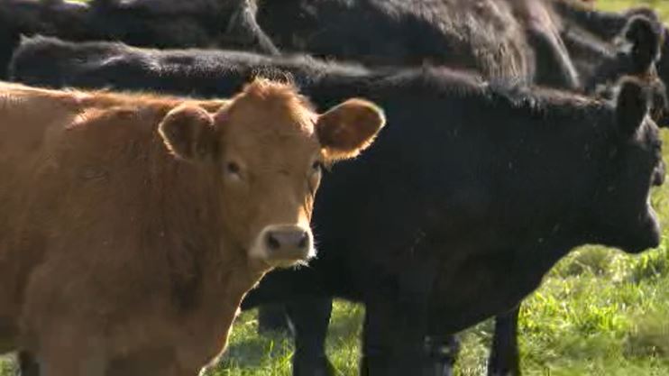 The chair of the Saskatchewan Cattlemen’s Association said research is key to staying competitive.
