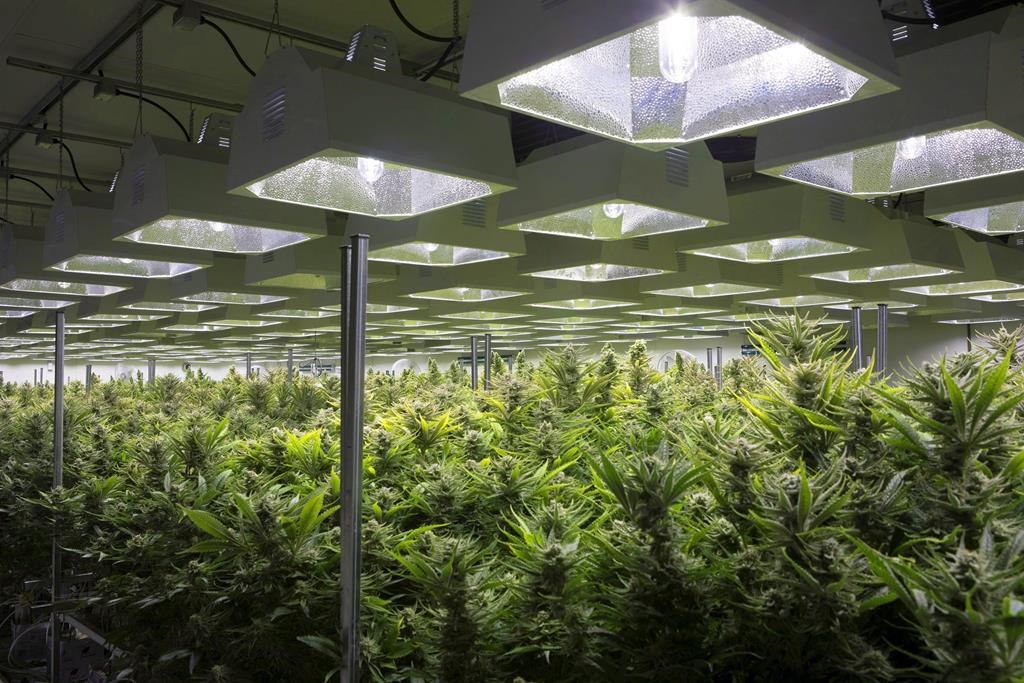 A general view of cannabis plants are shown in a grow room at Up Cannabis Inc., Newstrike Resources' marijuana greenhouses, in Brantford, Ont., on January 16, 2018. The cannabis company backed by members of the Tragically Hip band has agreed to a friendly takeover by Quebec-based HEXO Corp. in an all-share transaction valued at $263 million. The transaction is unanimously supported by the directors of both companies but requires approval by Newstrike shareholders. THE CANADIAN PRESS/Chris Young.