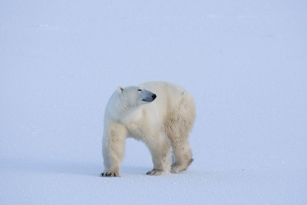 A polar bear walks along the cold blue ice in Wapusk National Park on the shore of Hudson Bay near Churchill, Man. in this file photo.