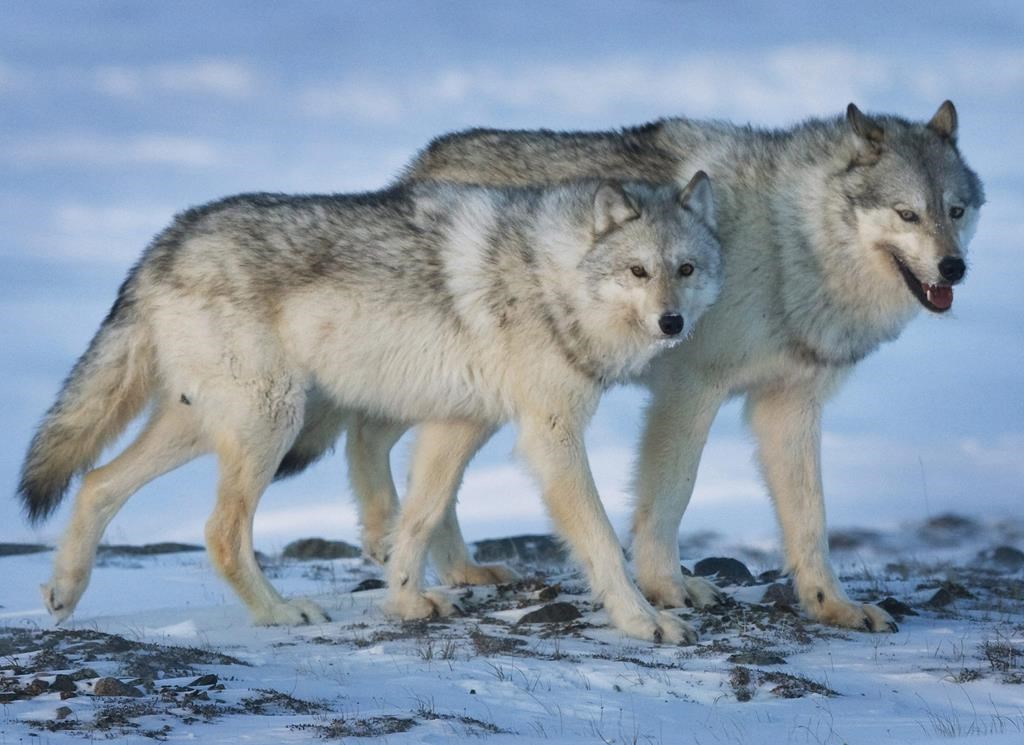 Trained shooters would be sent by helicopter if a wolf is found to be threatening the Charlevoix herd, whose numbers have declined to about 30 animals.