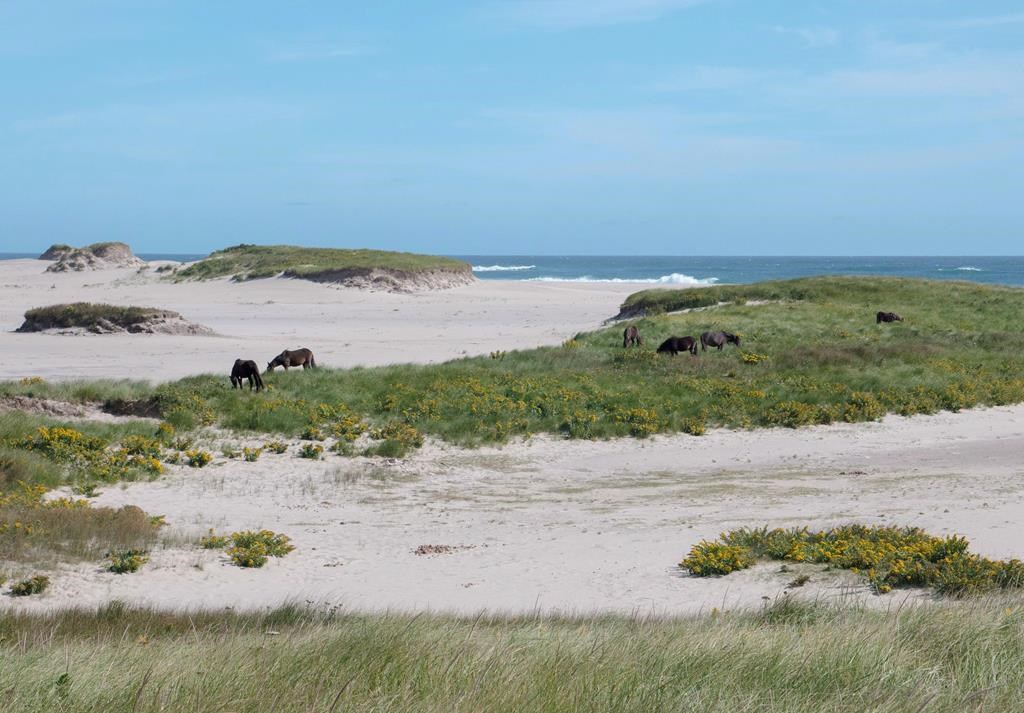 Horses on Sable Island, N.S., are shown in this undated handout photo.
