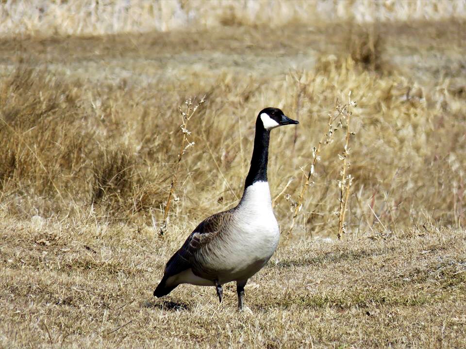 St. Laurent, Manitoba.