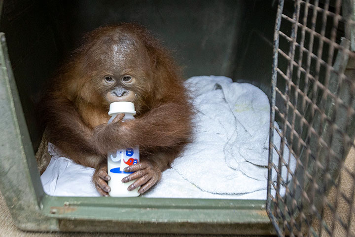 A two-year-old orangutan drinks from a bottle inside a cage during a press conference in Bali, Indonesia, March 25, 2019.