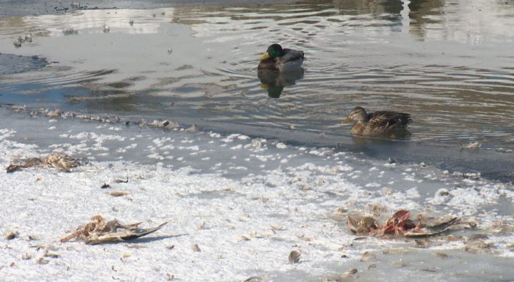 More than 50 birds died in Calgary because of exposure and starvation, Alberta Environment and Parks said.