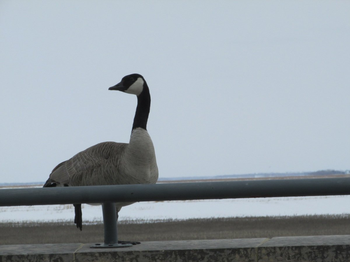 The first goose of the year was spotted at Oak Hammock Marsh Monday afternoon.
