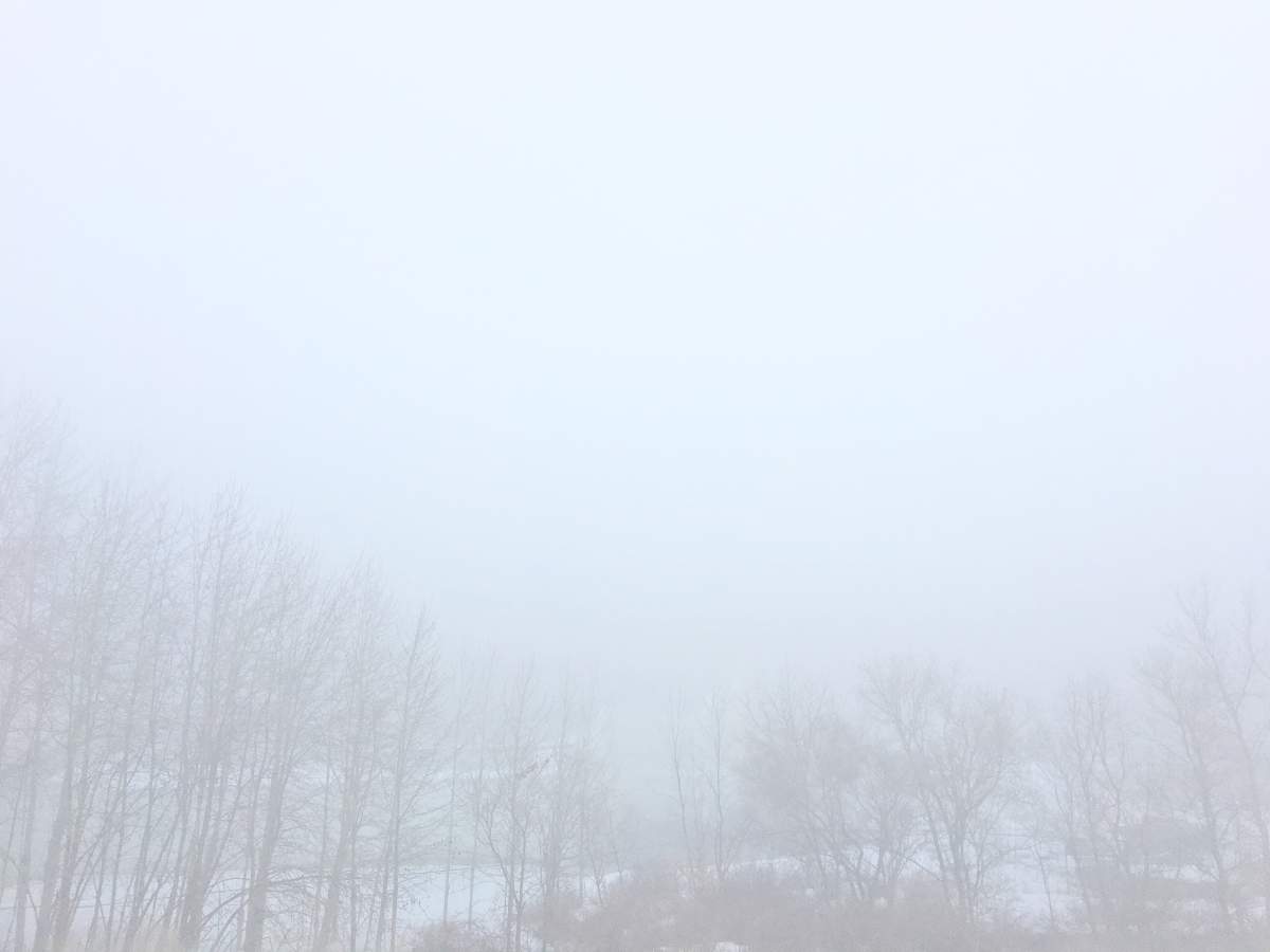 fog winter