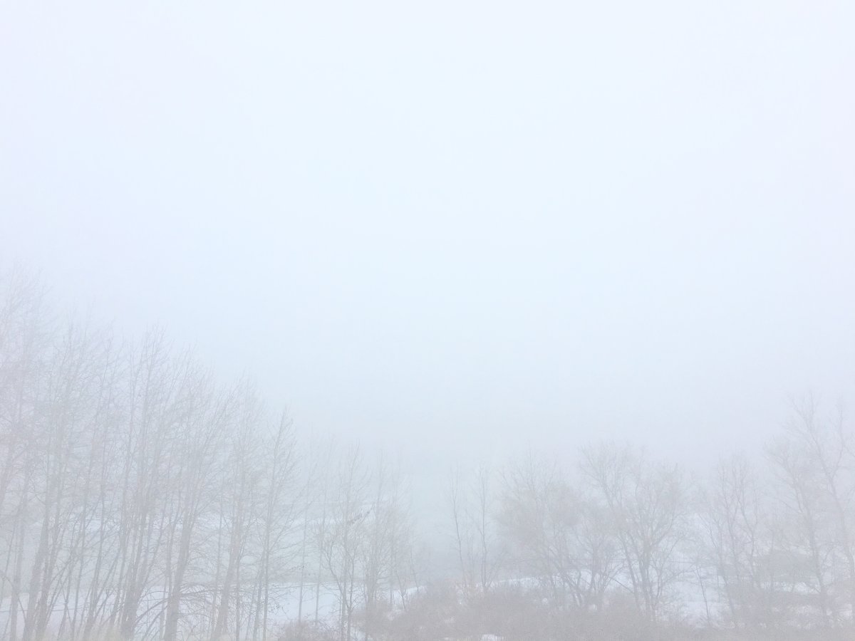 fog winter