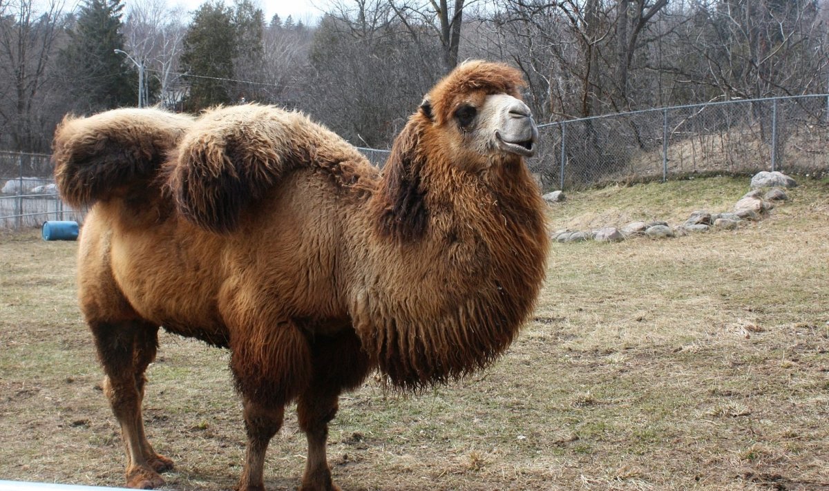 Gobi, one of the camels at the Riverview Park and Zoo in Peterborough died on Saturday.