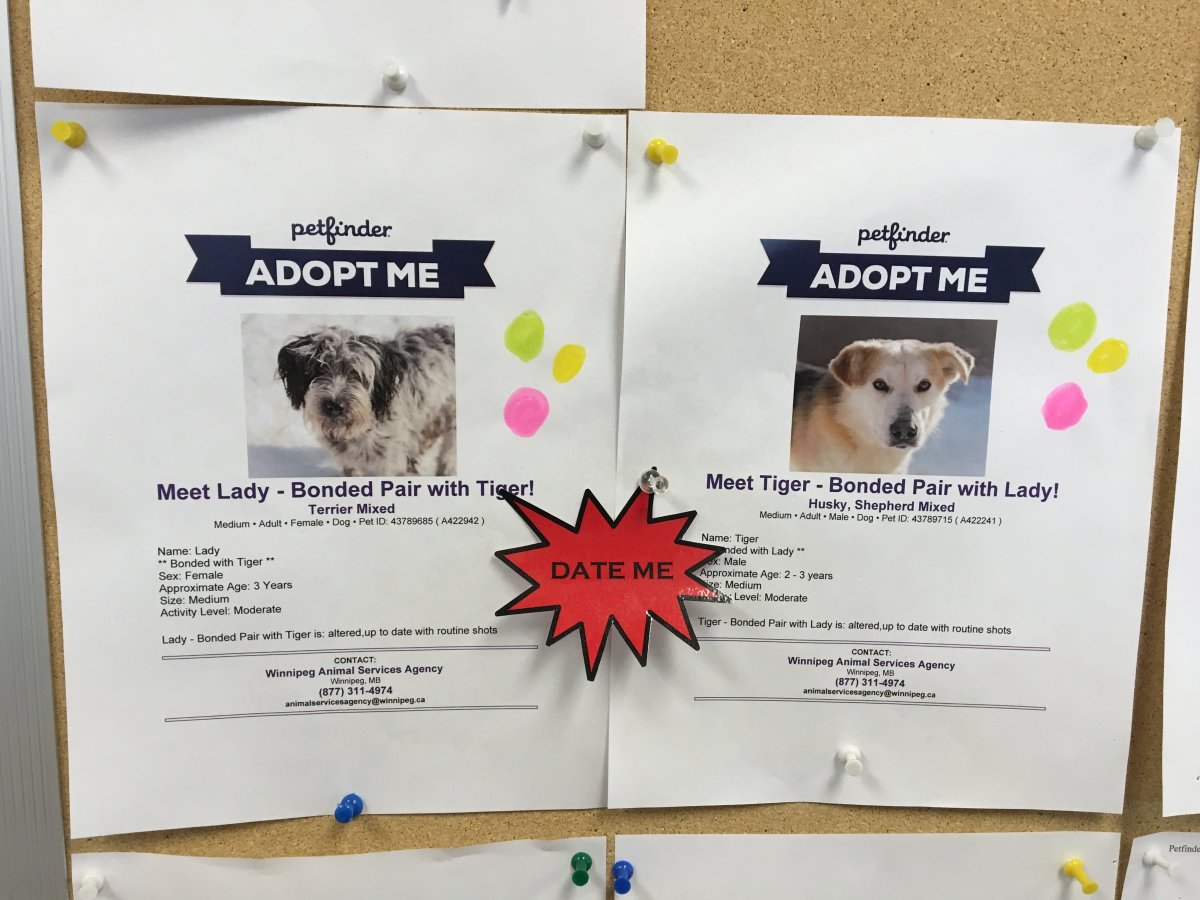 Winnipeg Animal Services looking for 'furever' home for 2 dogs in love -  Winnipeg 
