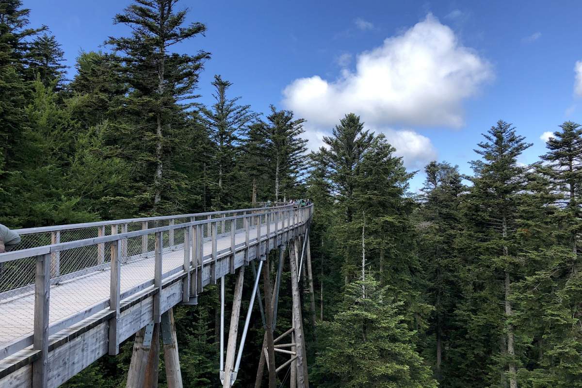 An example of the elevated wooden walkway that would lead to the spiral viewpoint.