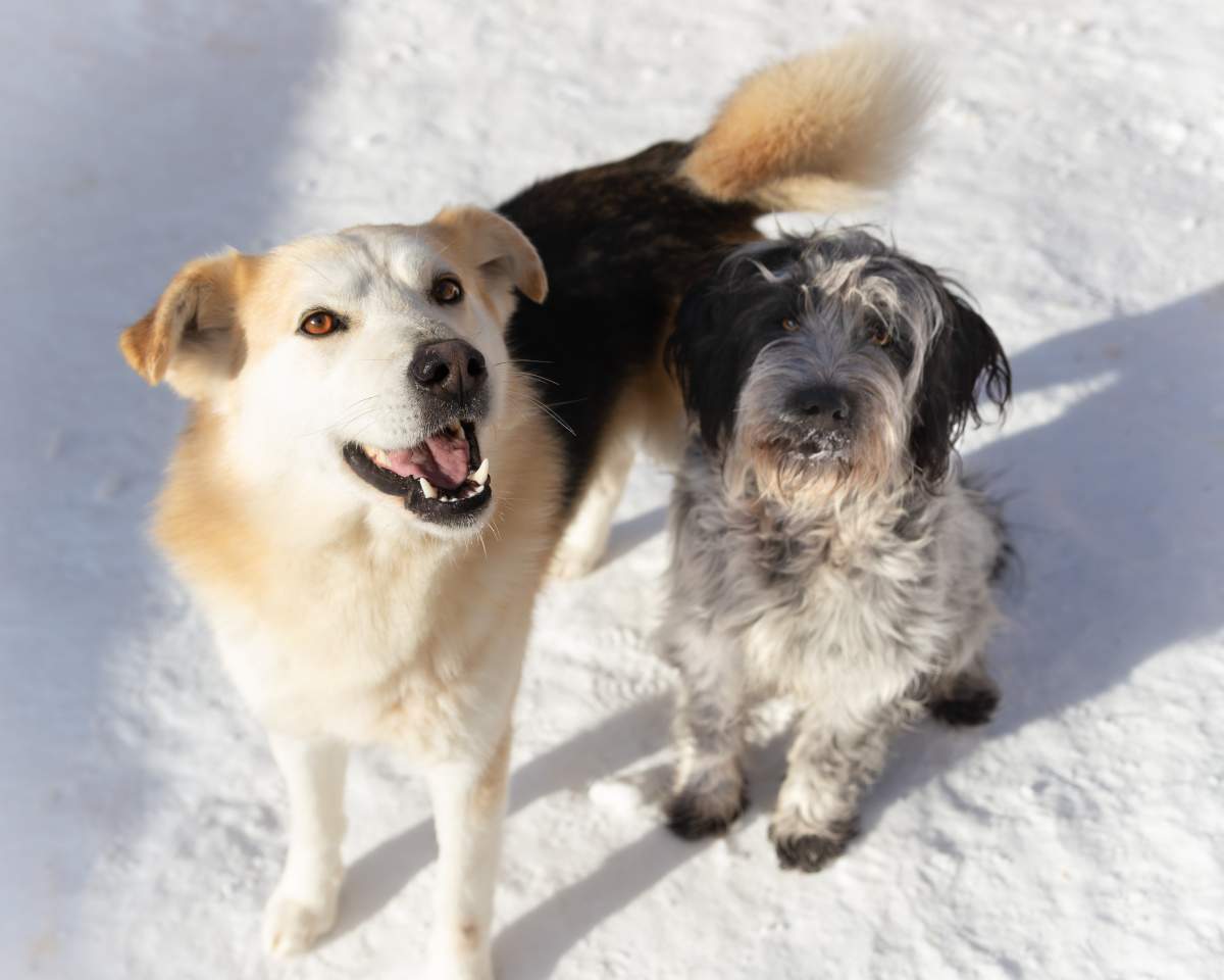 Tiger (left) and Lady (right) are up for adoption at Winnipeg Animal Services