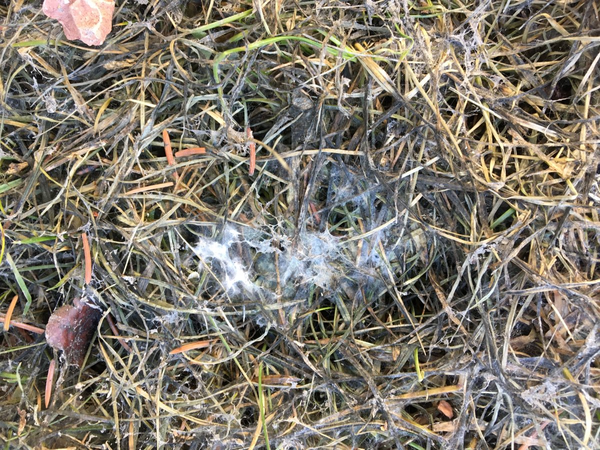 Snow Mould a Major Problem in Calgary