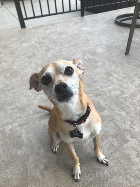 After lots of rest, Dorito is feeling better.