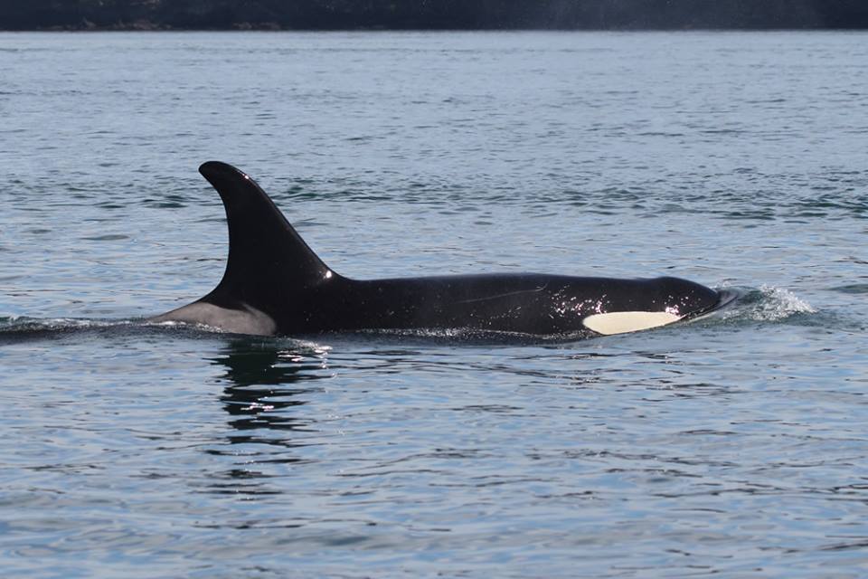 J17 has manifested worrying signs of "peanut head," but researchers say she appears to be in slightly better shape than last December.