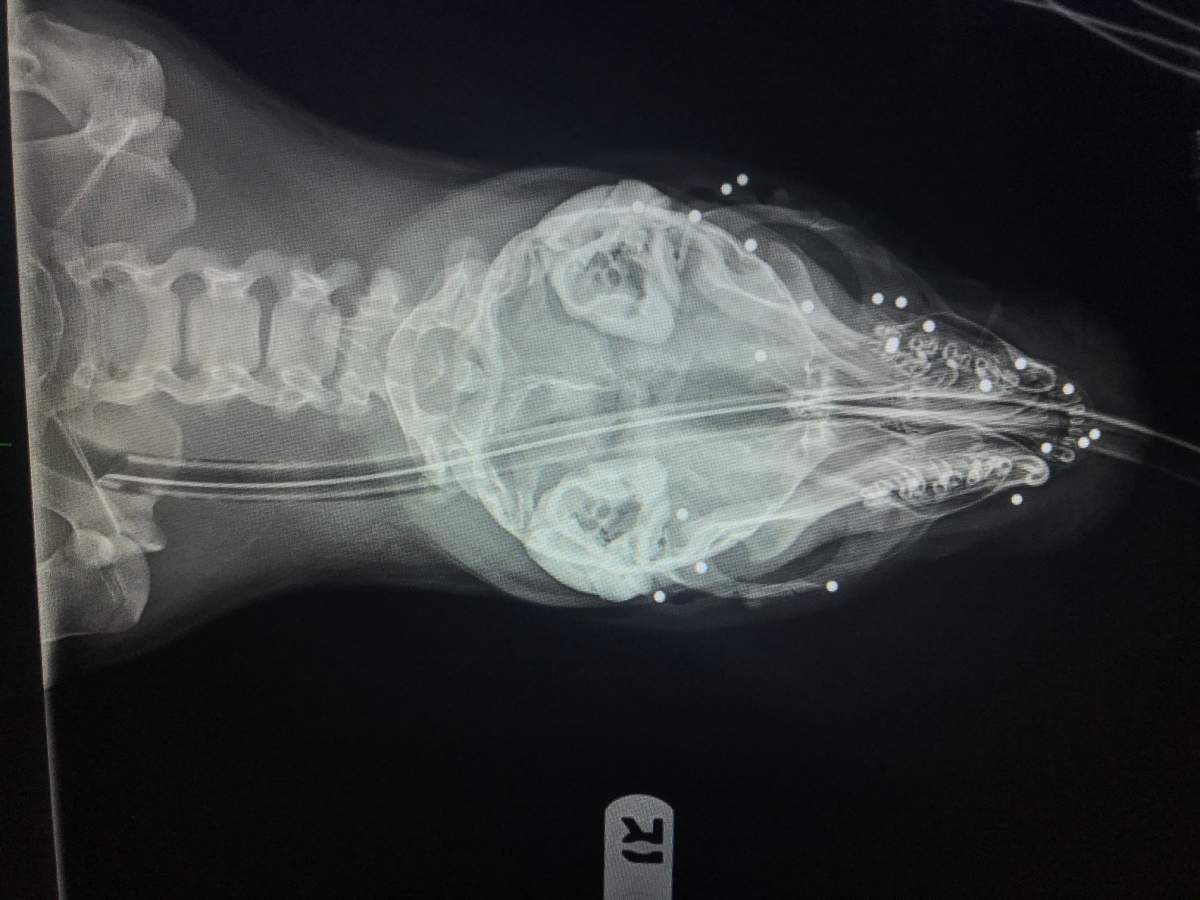 An X-ray of Jessica Seal’s head.