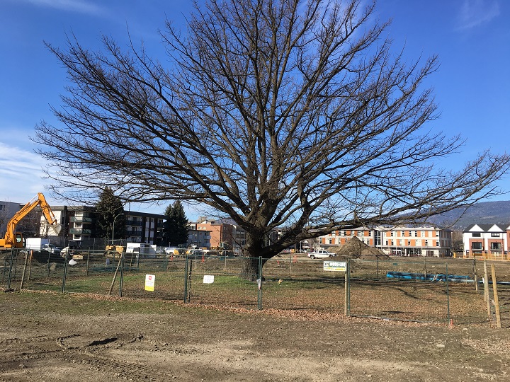 The city estimates the second phase of construction at Rowcliffe Park will cost $1.4 million.