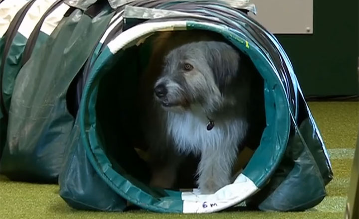 Kratu the rescue dog showing off his best at Crufts 2019 dog show in the U.K.