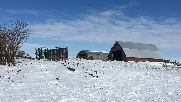 APSS said when officers showed up to this property in Lampman, Sask., in late February 2019, they found 16 dead cows.
