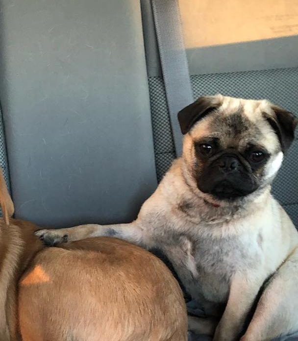 Mr. Puggles relaxes following his time on Global News Morning looking for his forever home.