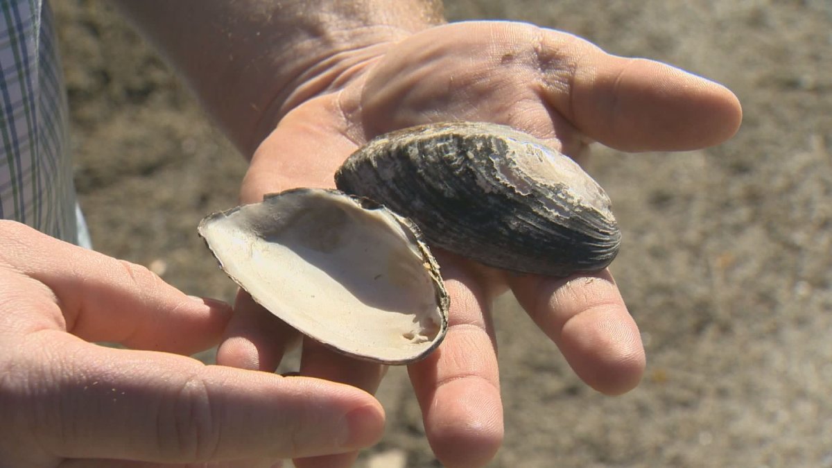 Efforts to protect the endangered Rocky Mountain ridged mussel have led to restrictions on milfoil clearing.