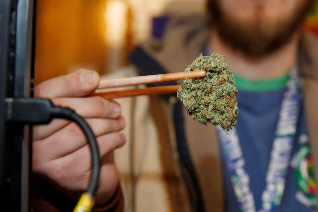 In this Dec. 19, 2014 file photo, a sales associate uses a pair of chopsticks to hold a bud of Lemon Skunk, the highest potency strain of marijuana available at the dispensary in Denver.