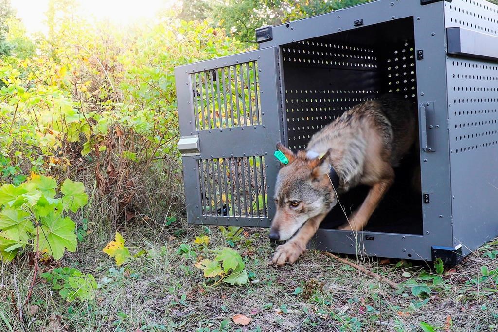 FILE - In this Sept. 26, 2018, file photo, provided by the National Park Service, a 4-year-old female gray wolf emerges from her cage as it released at Isle Royale National Park in Michigan.